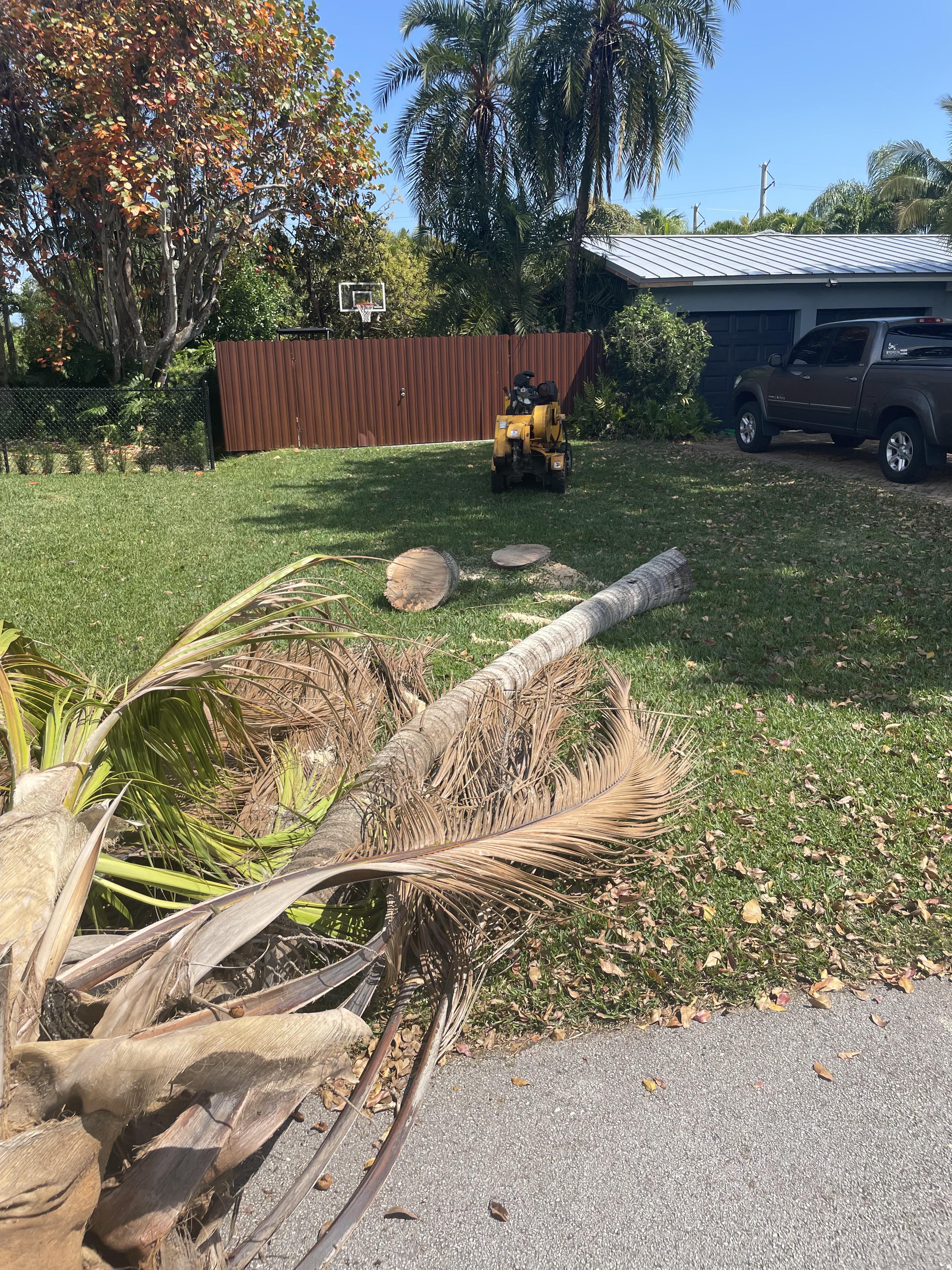Professional palm tree removal and cleanup service
