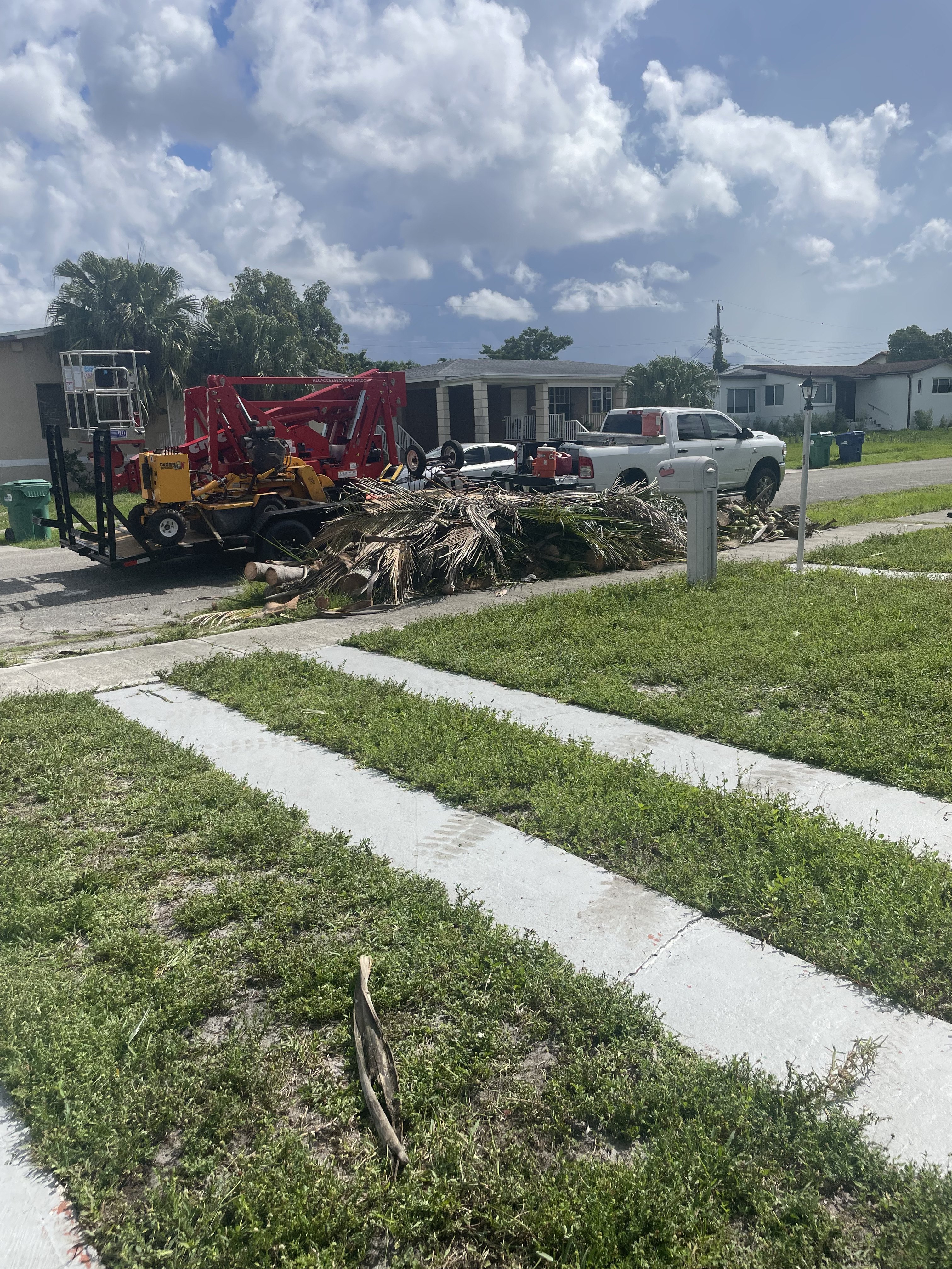 Professional tree trimming and palm removal