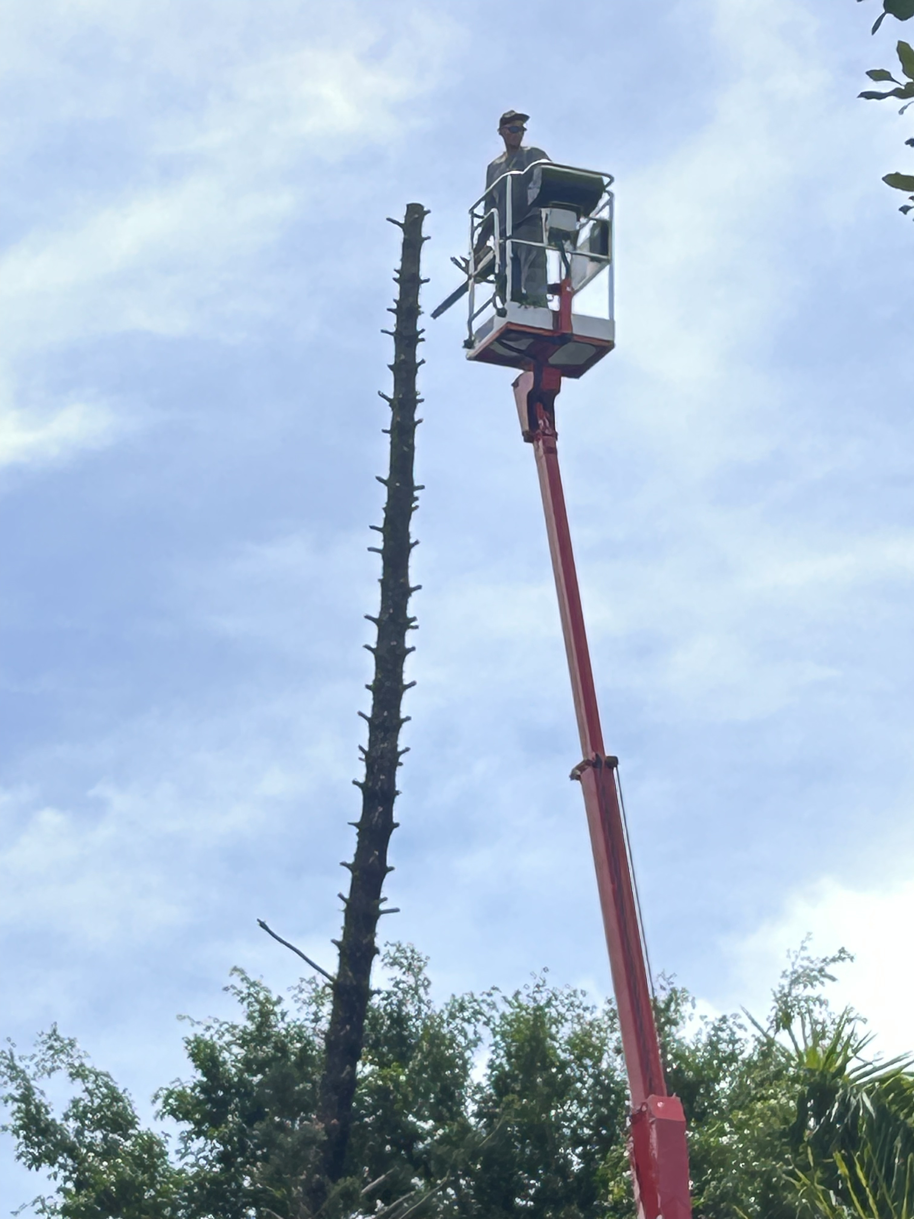 Worker in spider lift trimming a tall, bare tree