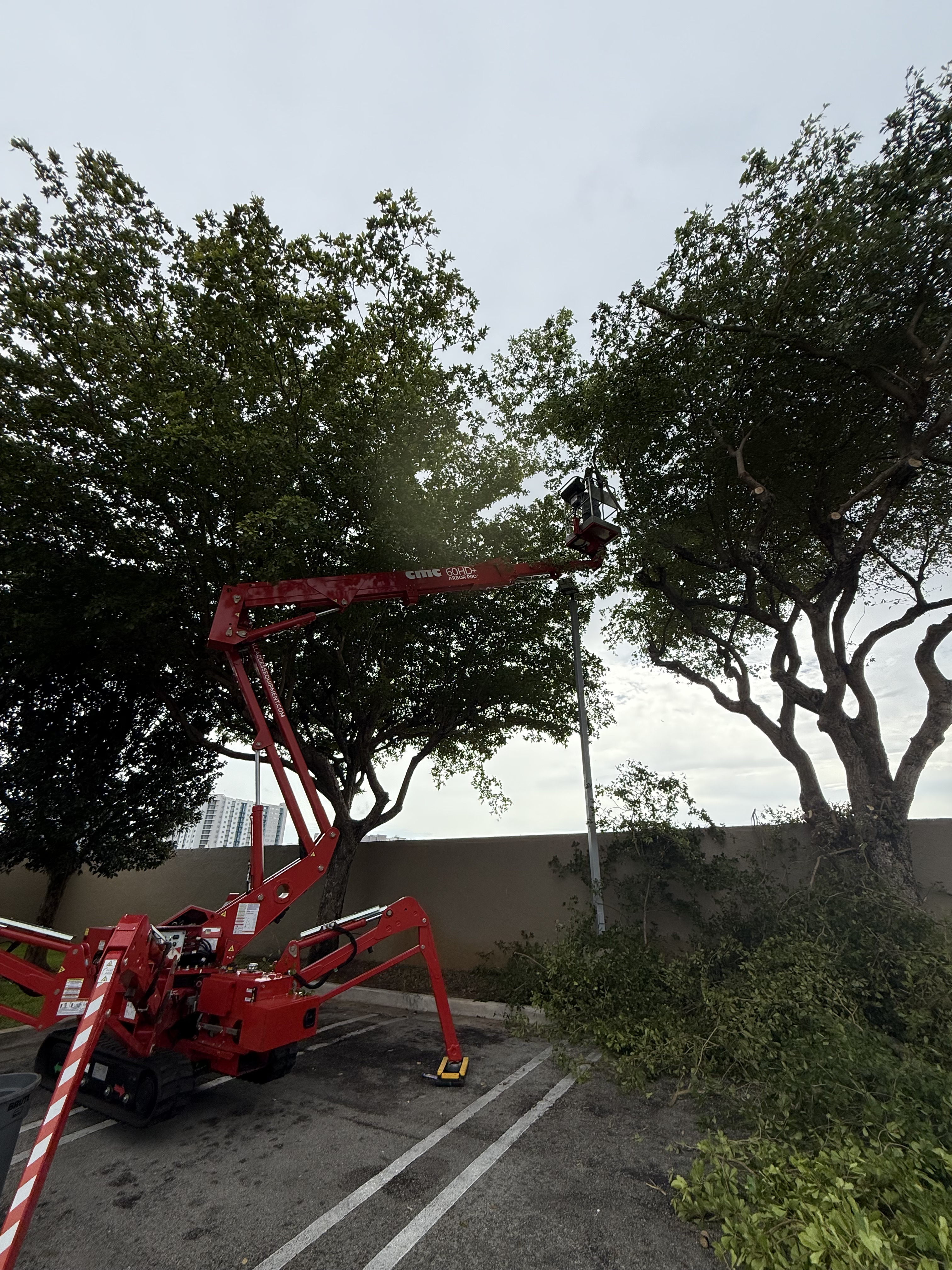Spider lift trimming tree canopy