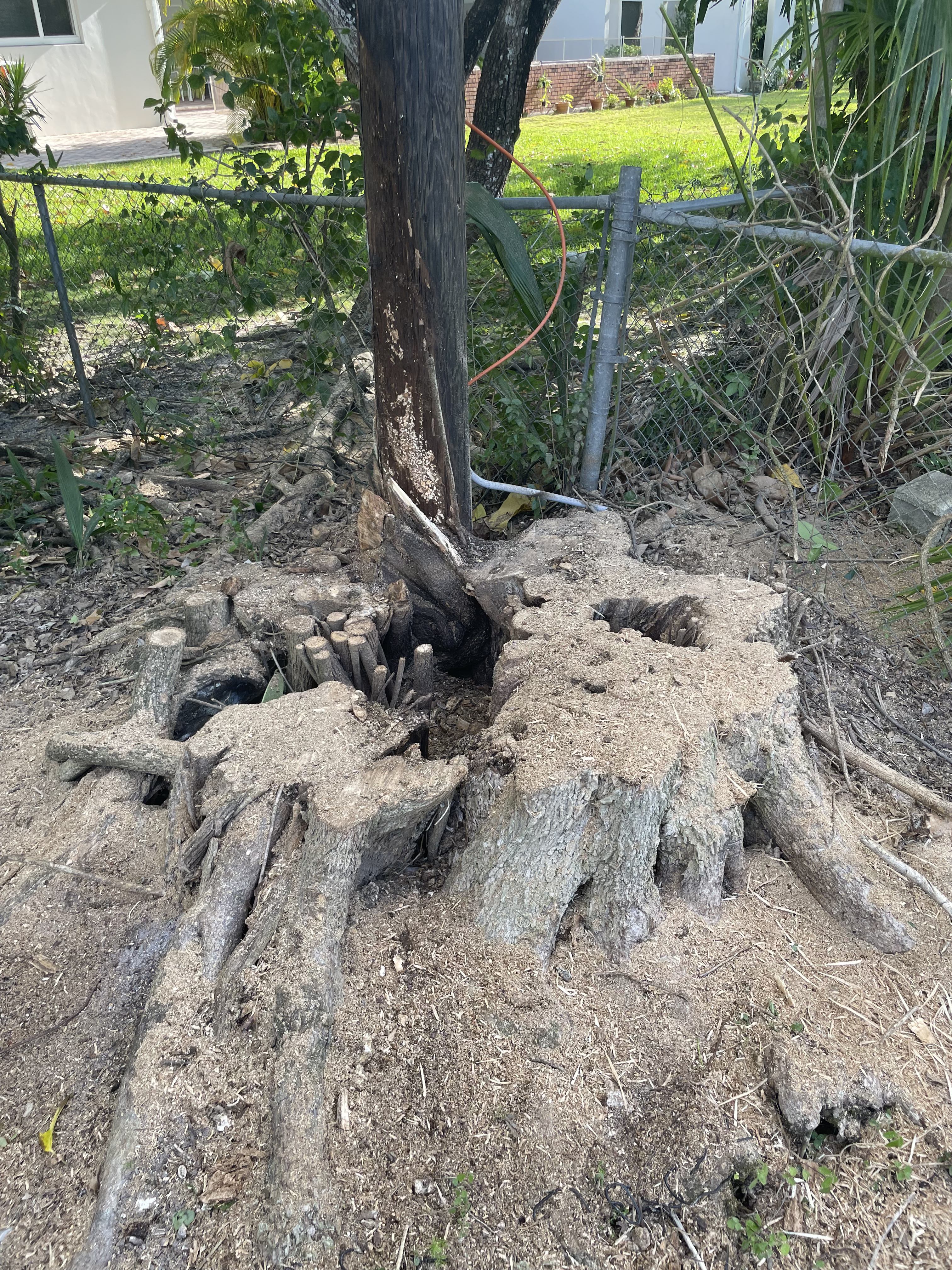 Professional stump grinding and root removal process