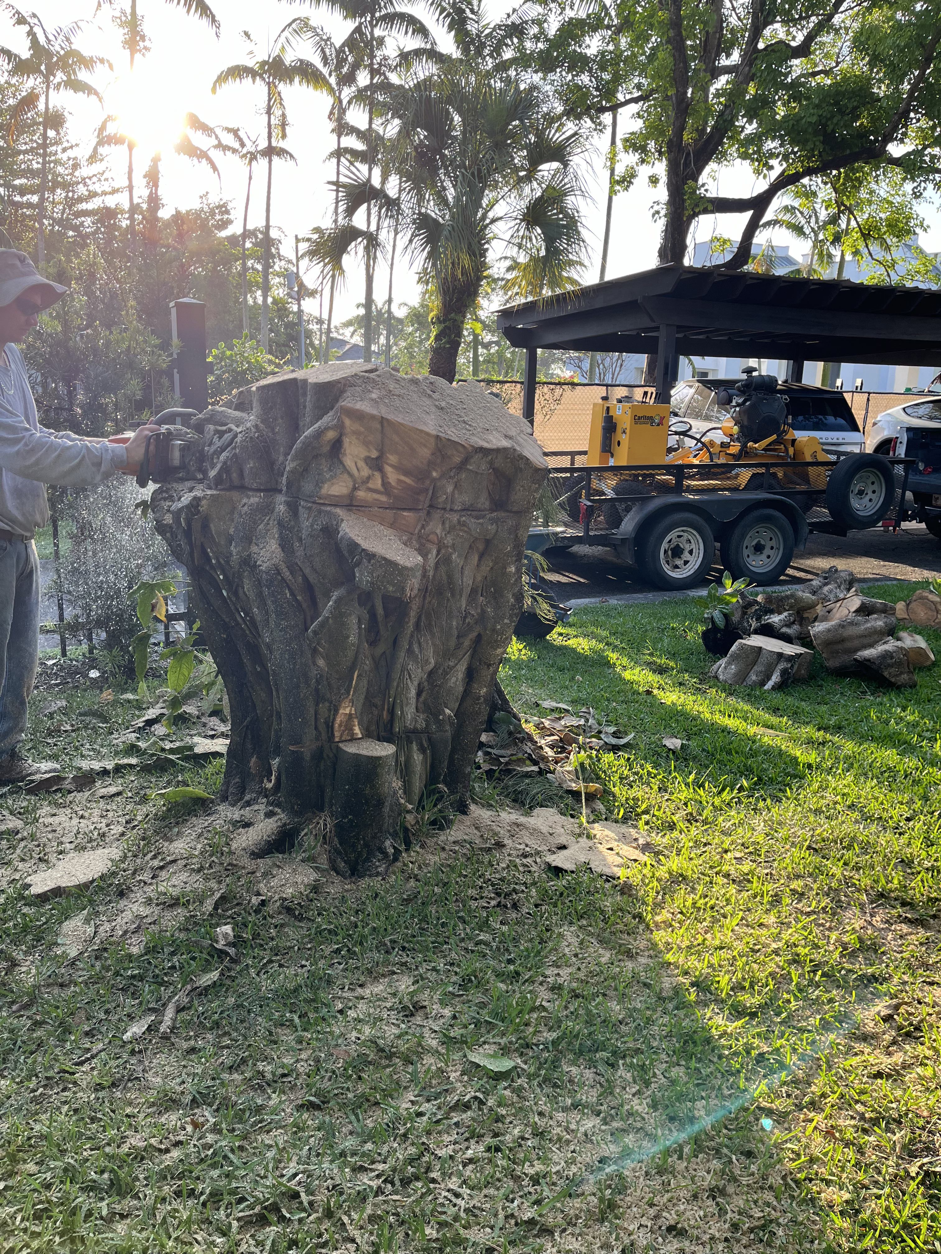 Professional stump grinding service in action