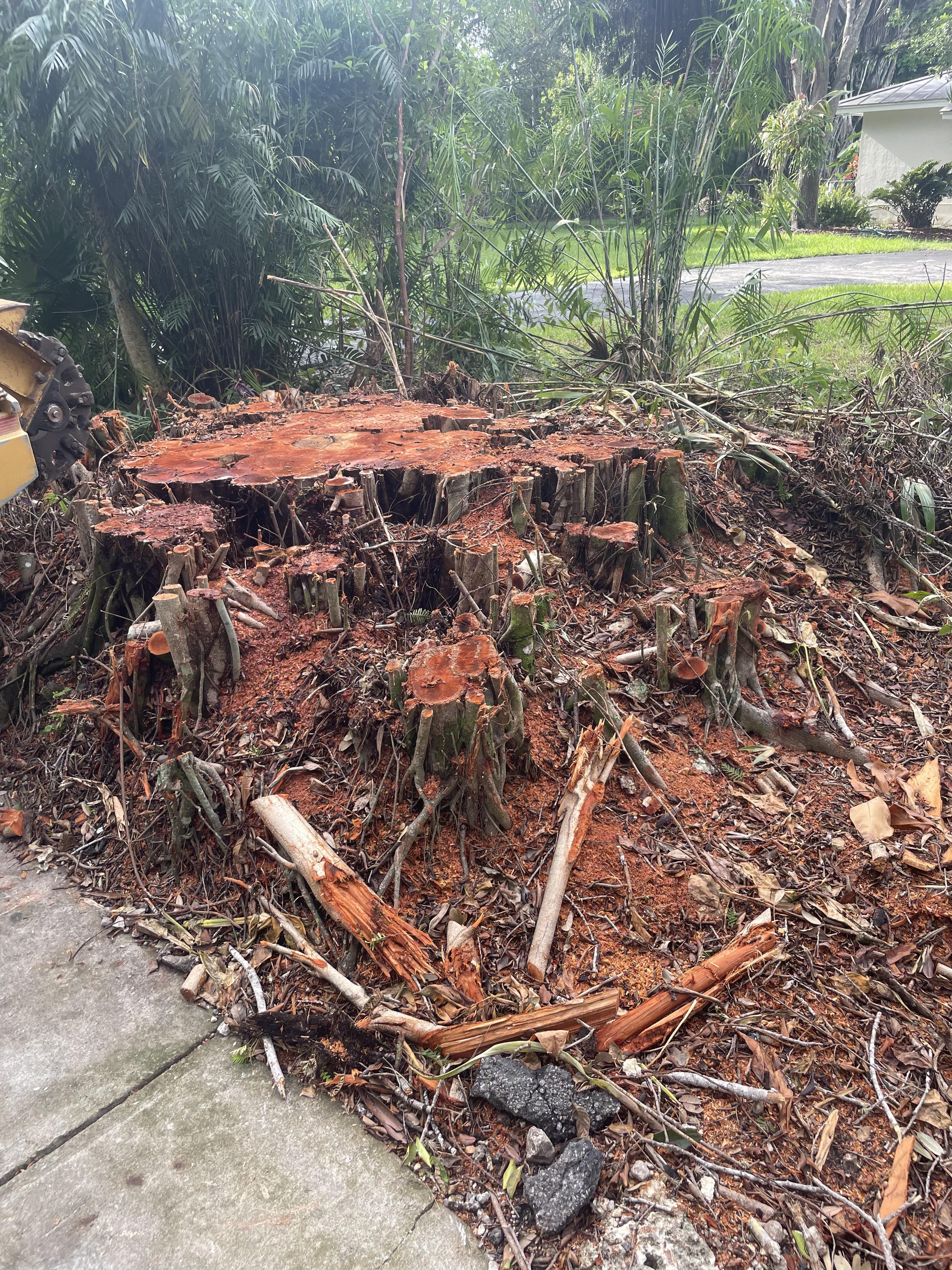 Complete stump removal and cleanup service