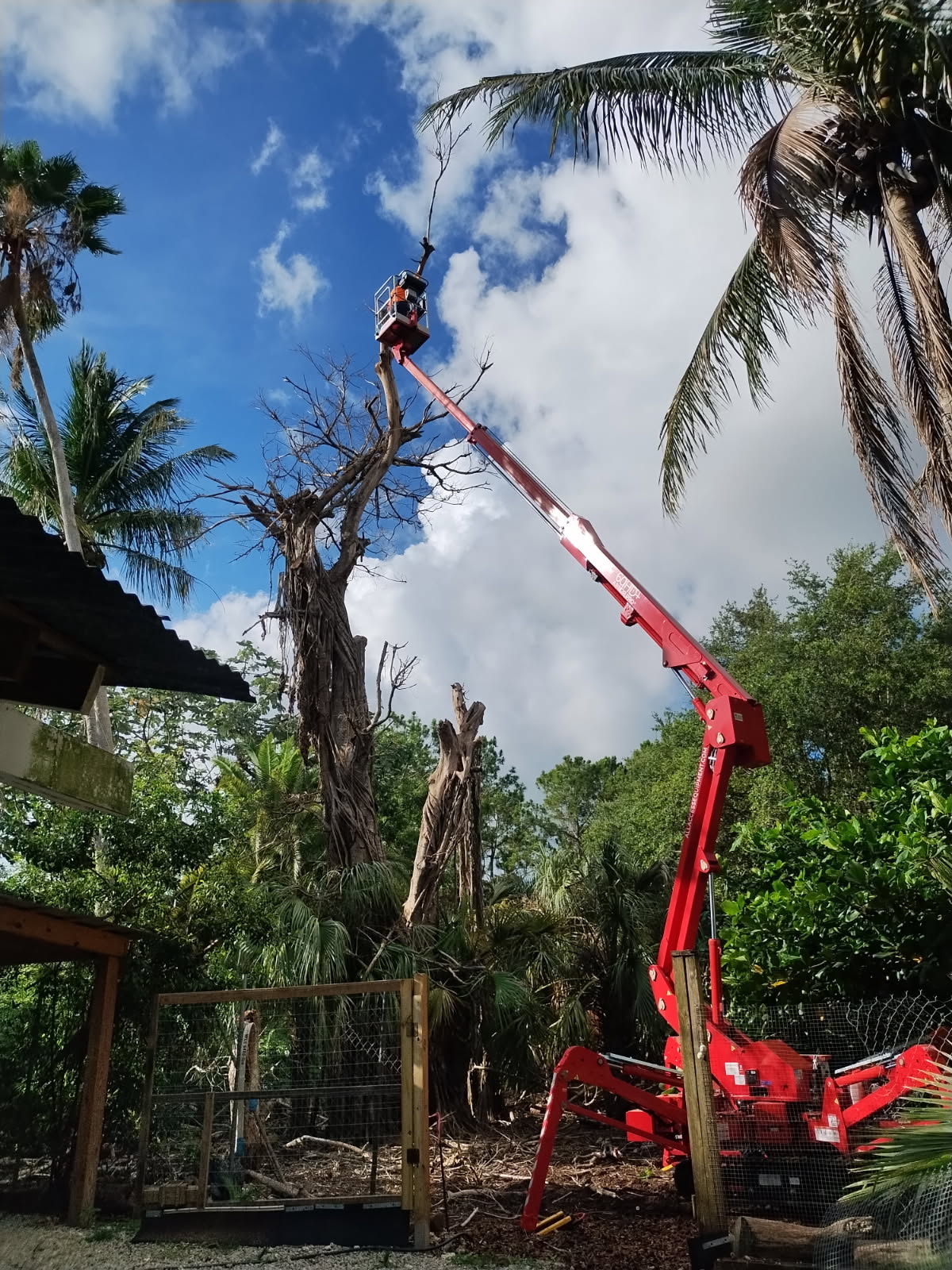 Tree removal in progress with spider lift