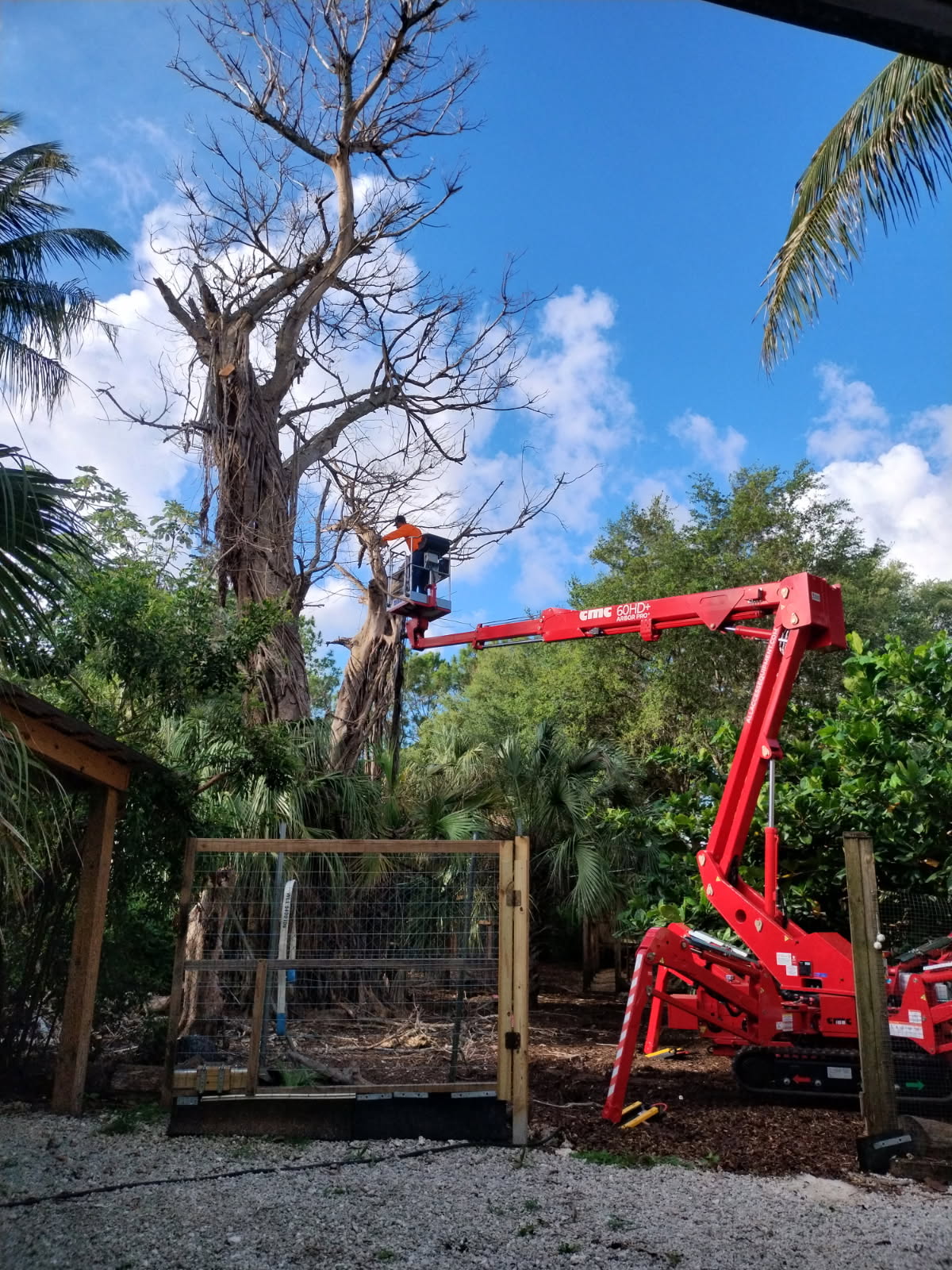 Spider lift positioned for tree trimming